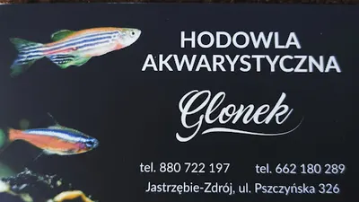 Hodowla Akwarystyczna Glonek